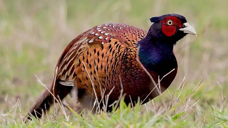 154 endemik bitki ve hayvan türü tespit edildi