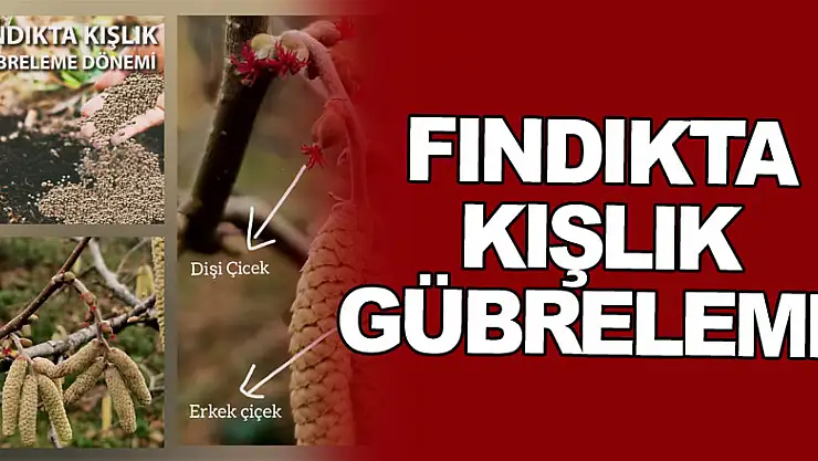 FINDIKTA KIŞLIK GÜBRELEME