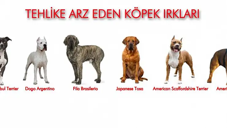 Samsun'da 331 adet tehlike arz eden hayvan kayıt altına alındı