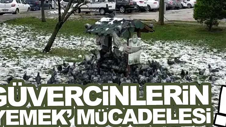 Güvercinlerin 'yemek' mücadelesi!