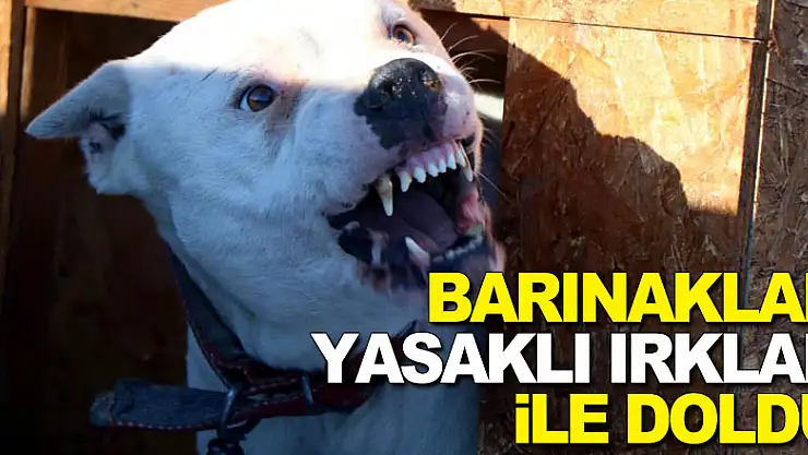 Barınaklar yasaklı ırklar ile doldu
