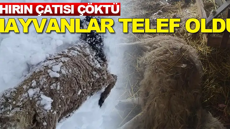 Kardan çatısı çöken ahırlardaki 20'in üzerinde koyun ve 9 kuzu telef oldu