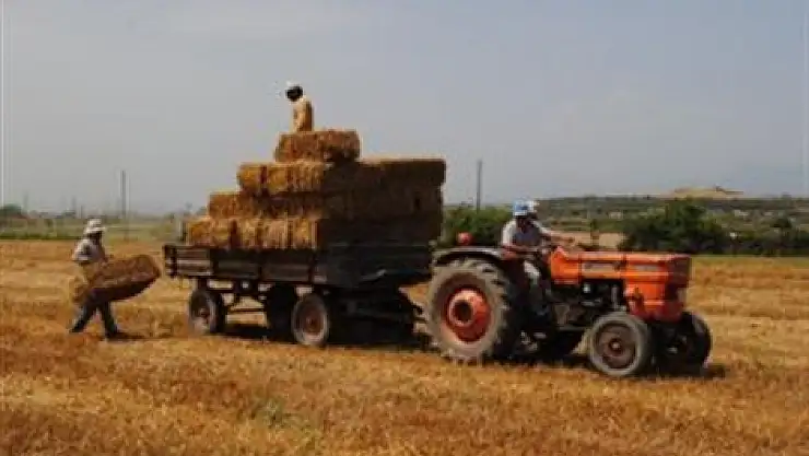 Tarlada Saman Balyası toplarken öldü