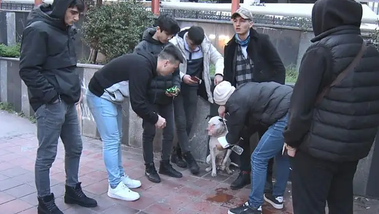 Sahipsiz pitbull köpek sokak köpeğiyle boğuştu, vatandaş seferber oldu