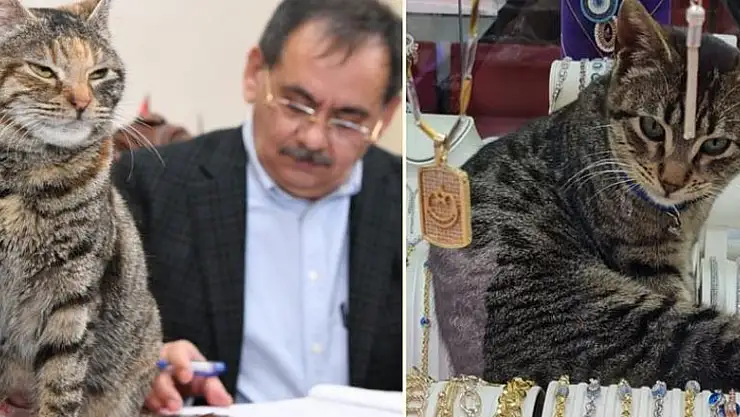 İki şanslı kedi: Mayıs ve Zeytin