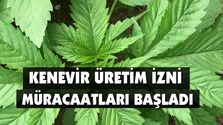 Kenevir üretim izni müracaatları başladı