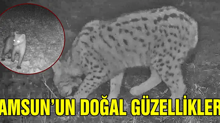 Samsun'da nesli tükenme tehlikesinde olan vaşak ve yaban kedisi fotokapanla görüntülendi