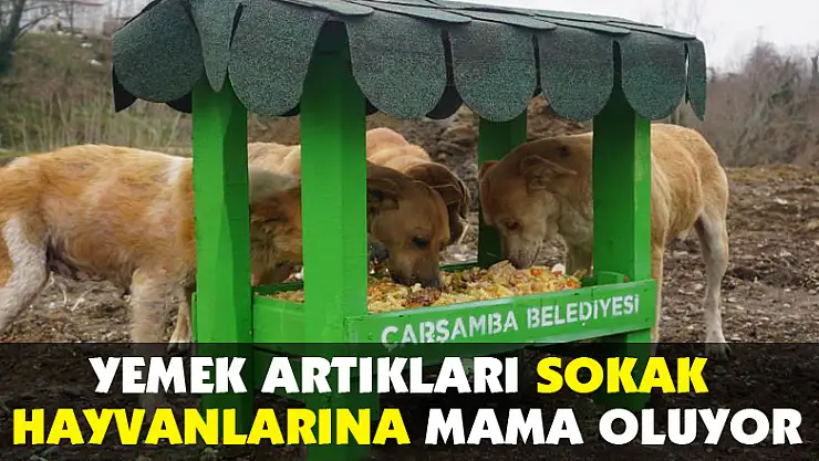 Çarşamba'da yemek artıkları sokak hayvanlarına mama oluyor