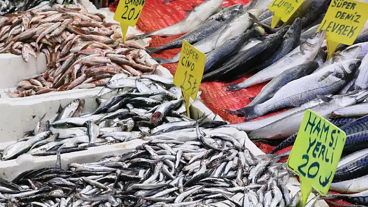 Karadenizli balıkçıların hamsiden sonra umudu 'çaça' balığında