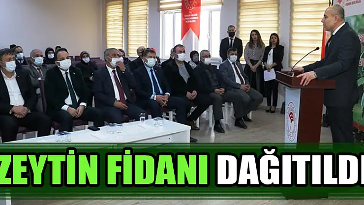 ZEYTİN FİDANI DAĞITILDI