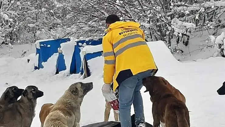 Sokaktaki canlar aç kalmıyor