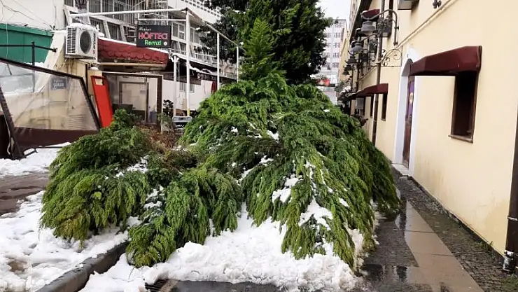 Samsun'da kar nedeniyle ağaç yıkıldı