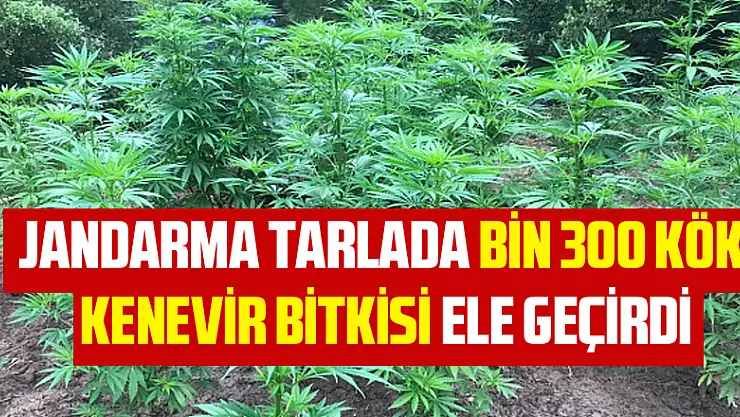 Jandarma tarlada bin 300 kök kenevir bitkisi ele geçirdi