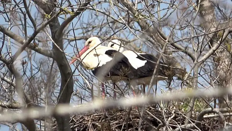 Baharın müjdecisi leylekler geldi