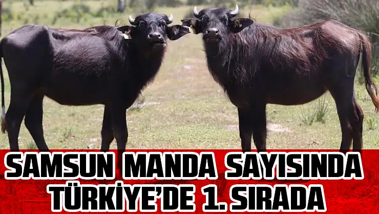 Samsun 23 bin 'manda' sayısı ile Türkiye'de 1. sırada