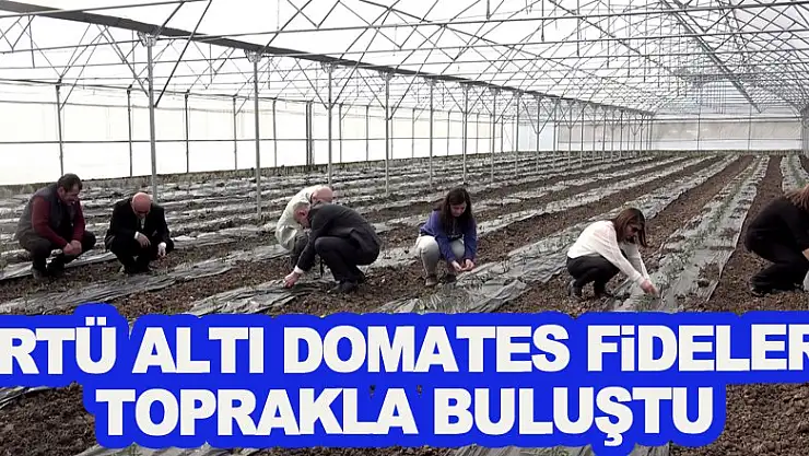 Örtü altı domates fideleri toprakla buluştu