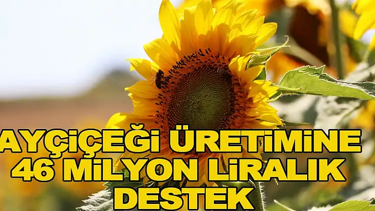 Ayçiçeği üretimine 46 milyon liralık destek