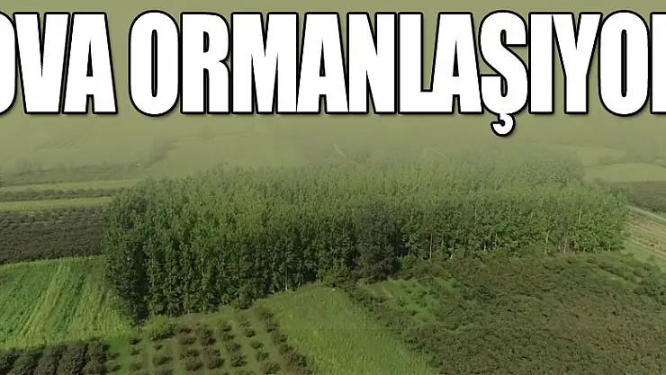 Türkiye'nin en önemli ovalarından biri 'orman'a dönüşüyor