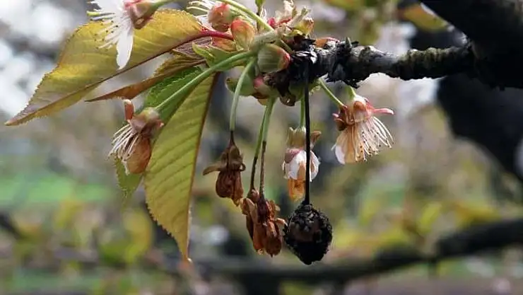 Çiçek monilyası ilaçlama zamanı