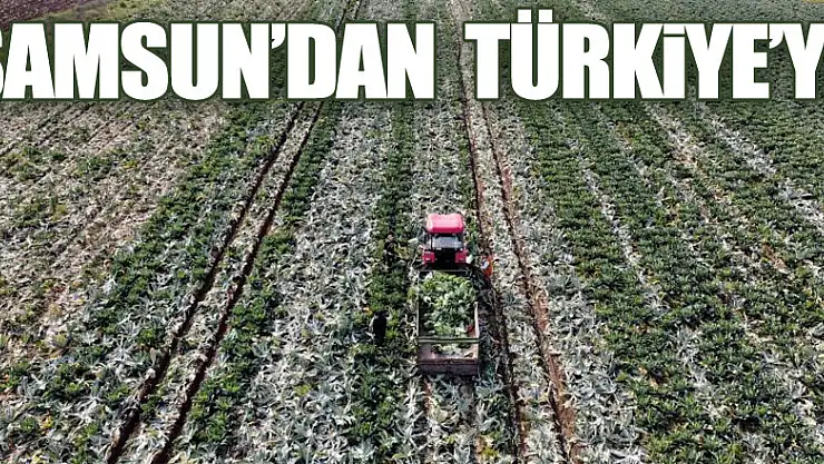 Türkiye'nin meyvesi, sebzesi ve yem bitkisi Samsun'dan