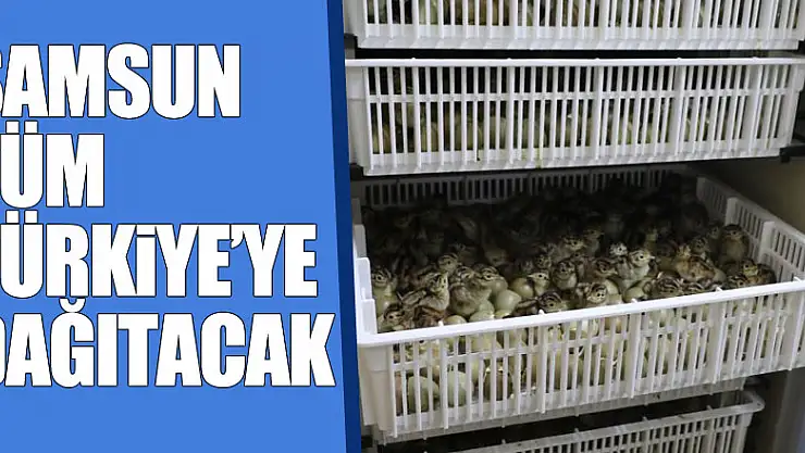 Samsun tüm Türkiye'ye sülün dağıtacak