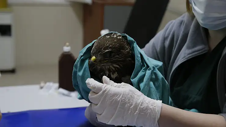 Piknik alanlarına bırakılan gıda artıkları yaban hayvanlarını şehirlere yönlendiriyor