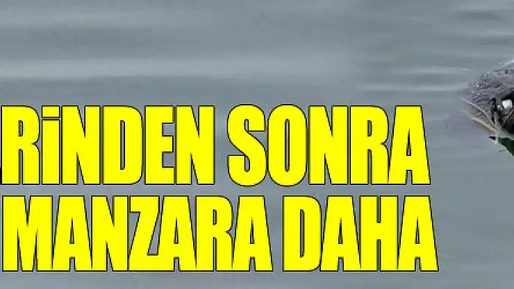 Karadeniz'de yunus ölümlerinden sonra korkutan bir manzara daha