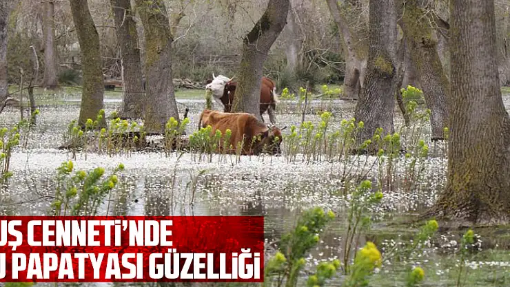 Kuş Cenneti'nde su papatyası güzelliği