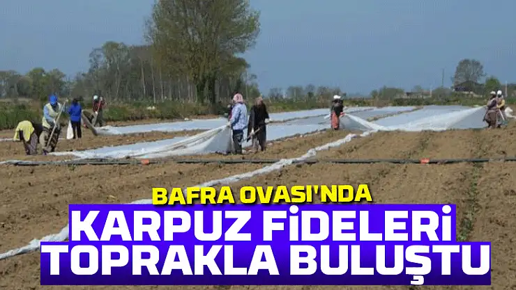 Bafra Ovası'nda karpuz fideleri toprakla buluştu