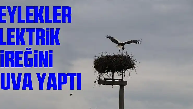 Leylekler elektrik direğini yuva yaptı