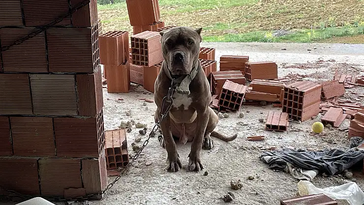 HAYDİ ekipleri, inşaatta zincirle bağlanan yasaklı ırk köpeği barınağa teslim etti