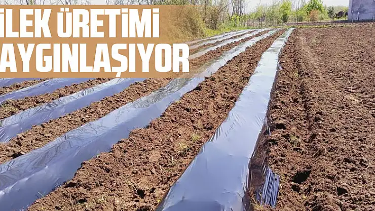 Samsun'da çilek üretimi yaygınlaşıyor