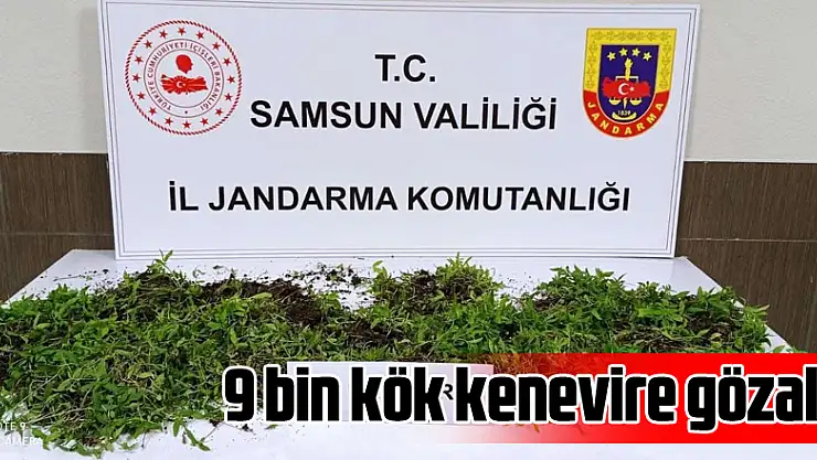 9 bin kök kenevire gözaltı