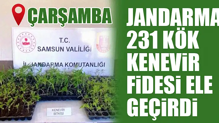 Jandarma 231 kök kenevir fidesi ele geçirdi