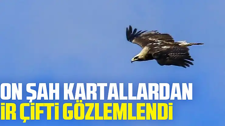 Türkiye'deki son şah kartallardan bir çifti gözlemlendi