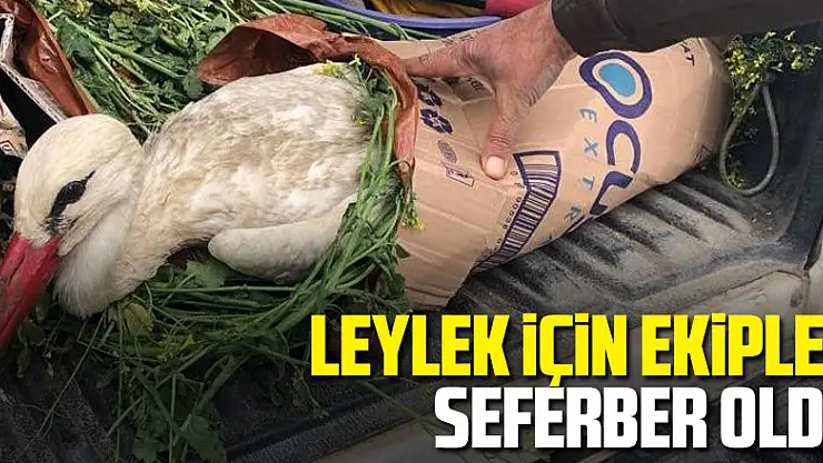 Elektrik akımına kapılan leylek için ekipler seferber oldu