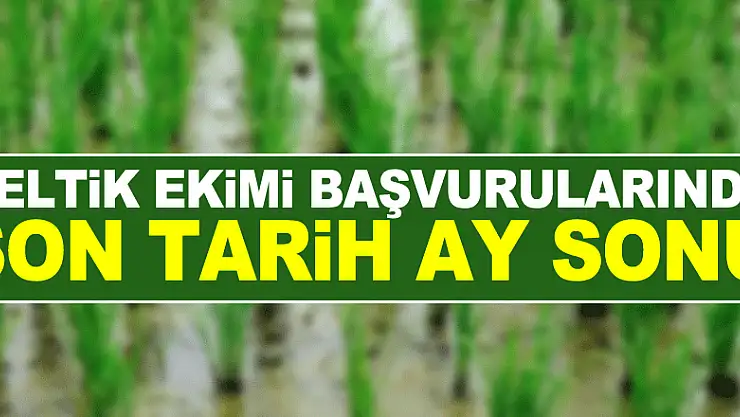 ÇELTİK EKİMİ BAŞVURULARINDA SON TARİH AY SONU