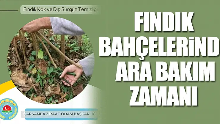 Fındık Bahçelerinde Ara Bakım Zamanı