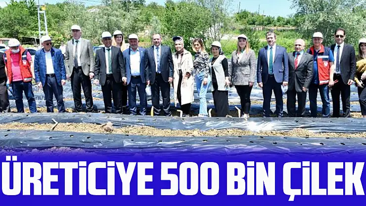 Samsun'da 500 bin çilek fidesi, 11 bin 880 aronya fidanı dağıtıldı
