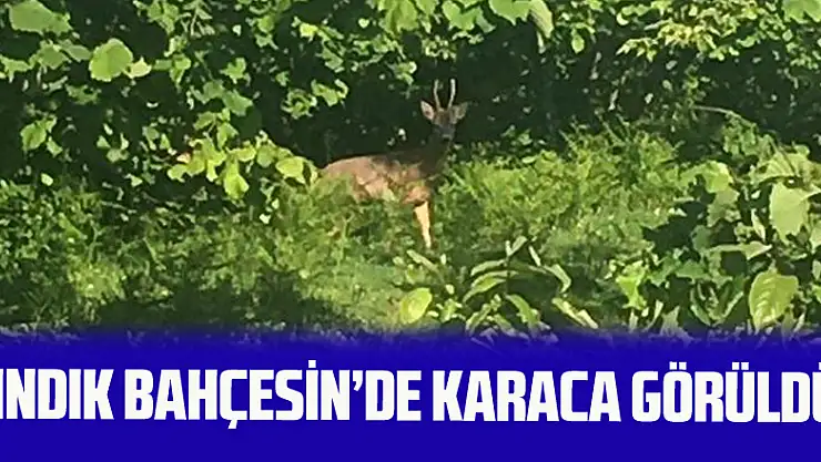Fındık Bahçesinde Karaca Görüldü