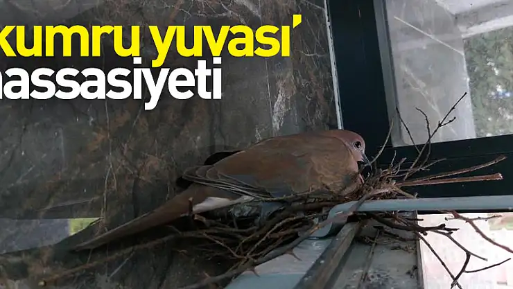 Öğrencilerin 'kumru yuvası' hassasiyeti