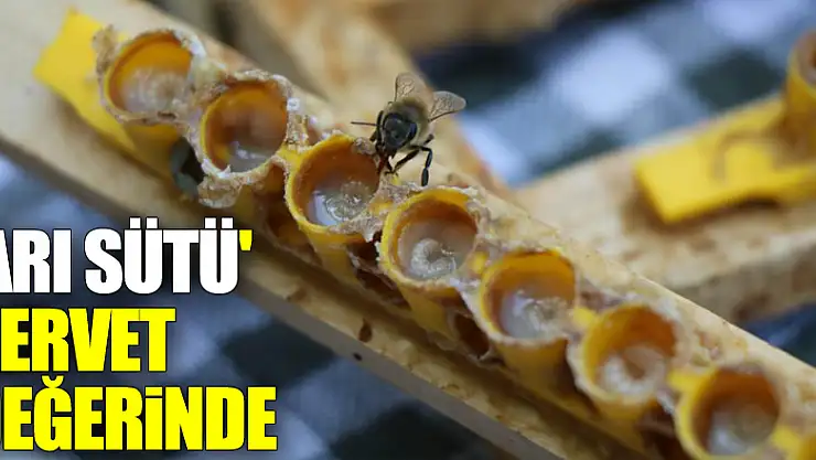 'Arı sütü' servet değerinde: Gramı 15, kilosu 15 bin TL