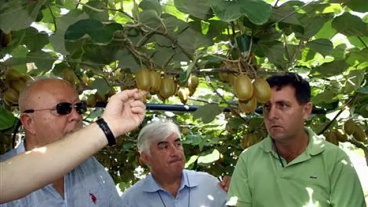 Dünyanın Kivi Üretiminde Gözü Türkiye'de