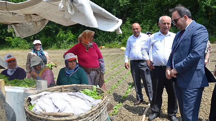 Bafra'da tütün fideleri toprakla buluştu
