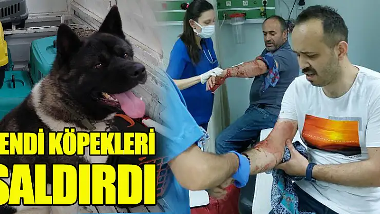 Kendi köpeklerinin saldırısına uğrayan baba-oğul yaralandı