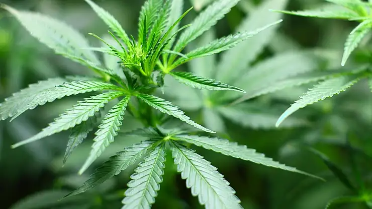 Havza'da kenevir ekimi için çiftçilerle toplantı yapıldı