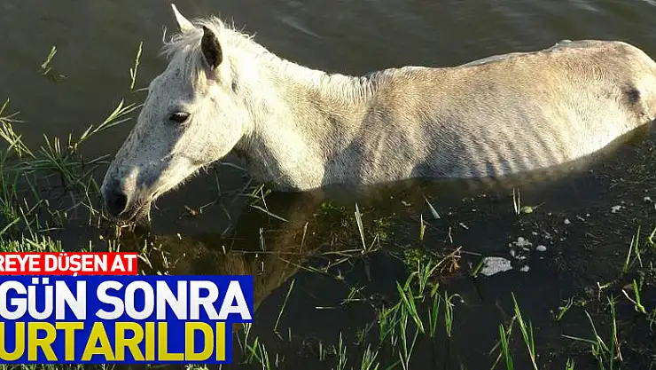 Dereye düşen at 3 gün sonra kurtarıldı