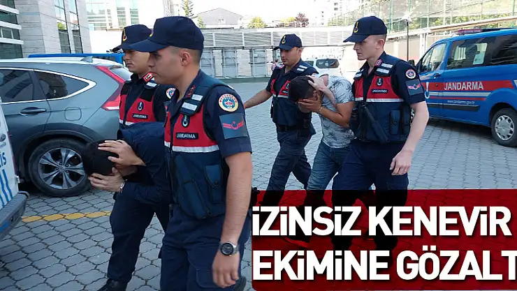 İzinsiz kenevir ekmekten gözaltına alındılar