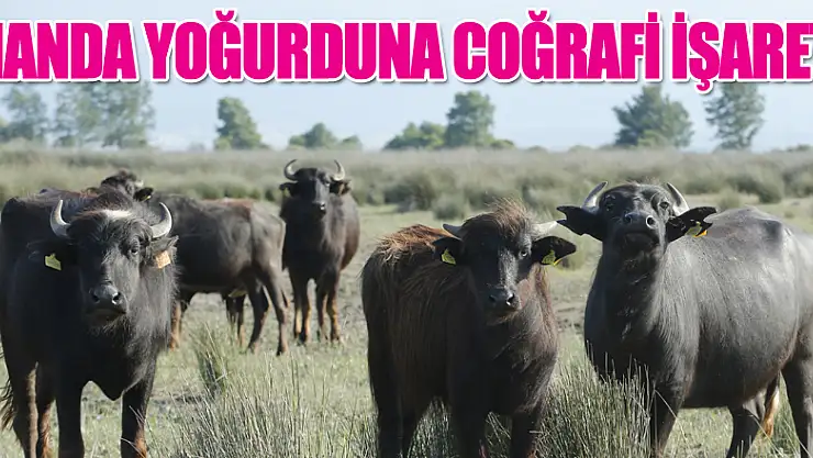 Manda yoğurduna coğrafi işaret