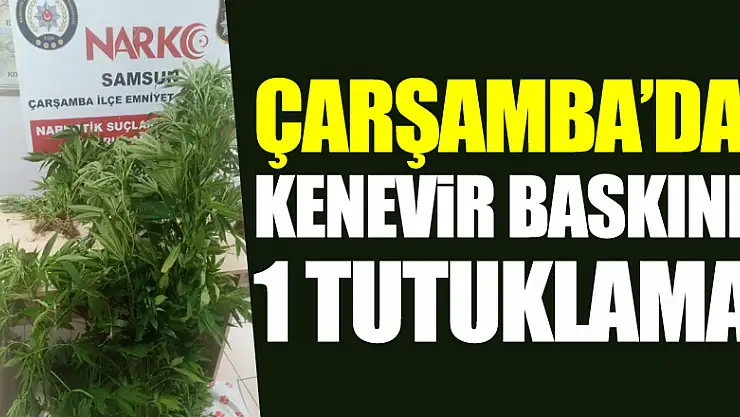 Çarşamba'da Kenevir baskını: 1 tutuklama